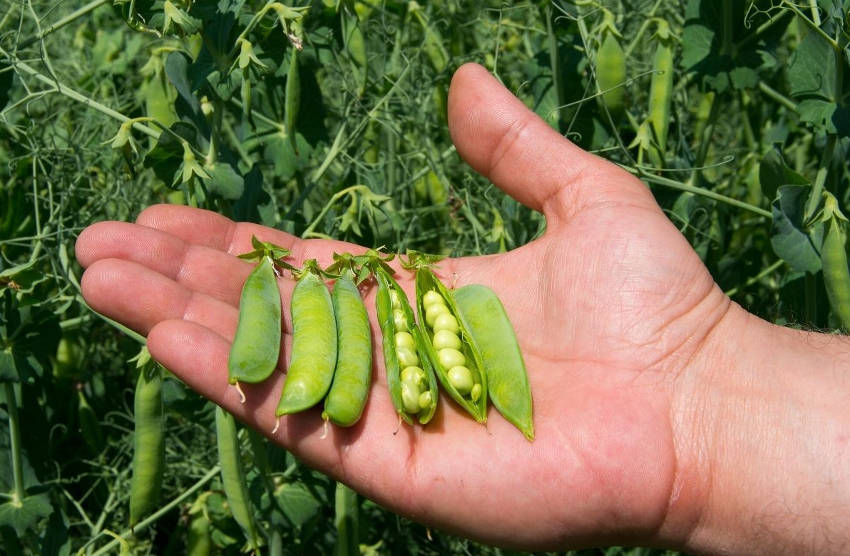 Pea Harvest